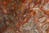 Vibrant Petrified Wood (Araucaria) Slab w/ Fungal Rot - Arizona #338289-1